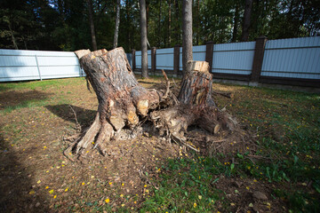 Fototapeta na wymiar Uprooting of pine stumps in the garden. A stump with its roots torn out of the ground. Deleting a tree.