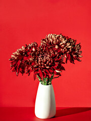Monochromatic red toned image of elegant chrysanthemums in simple vase. One-coloured autumn seasonal background with bright sunlight and hard shadows. Florist occupation. Minimalist interior.