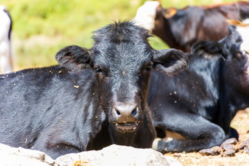Close up black and white cows in the meadow. Dairy and agriculture concept.