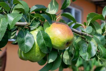 Branch with ripe pears grown in the garden, in the background the house