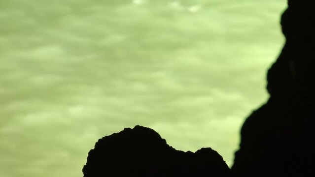 Black guillemot silhouette in cave 
Seward Alaska, usa, 2021
