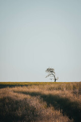 Minimalistic landscape with old tree