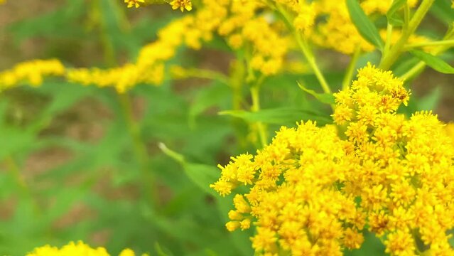 Allergy to pollen and plants. yellow Ambrosia flowers with warm sunlight on a sumer day. Insects are working on yellow flowers. Selective focus