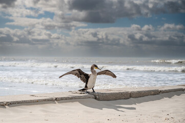 Komoran am Strand von Borkum