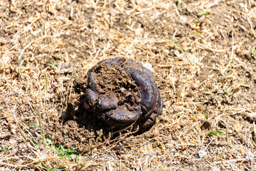 Close-up cow manure for farming and gardening. High nutritional fertilizer. Garden organic compost.