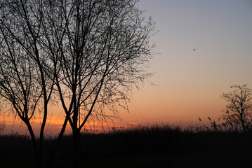 Sunset in autumn with trees in the field