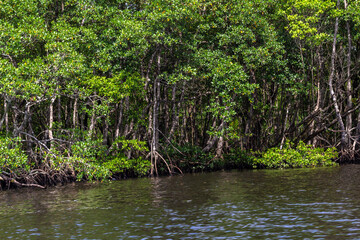 Mangrove trees along the sea in Brazil