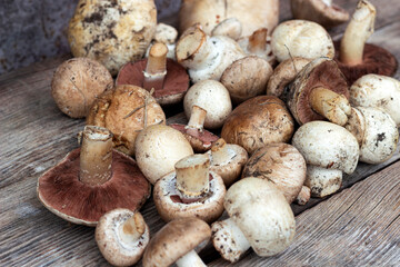 collection of mushrooms, champignons bunch on a wooden background