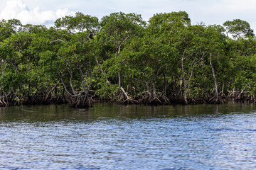 Mangrove trees along the sea in Brazil