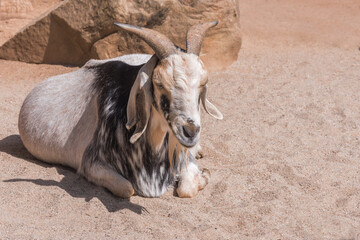Damara Goat, a Namibian breed of fat-tailed hair sheep