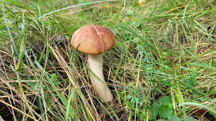 Leccinum growing in the grass. Mushroom with a brown cap and a white stem growing in the grass