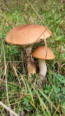 Two mushrooms growing next to each other. Leccinum with red cap and white stem growing in the grass