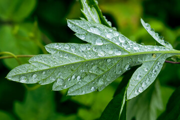 水滴のついた葉