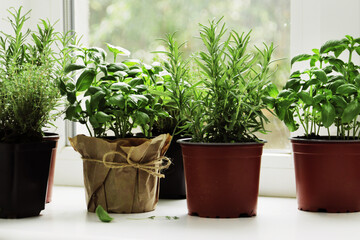 Naklejka na ściany i meble fresh herbs in garden pots on the windowsill