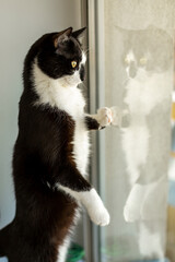 Black and white cat stands and looks out the window