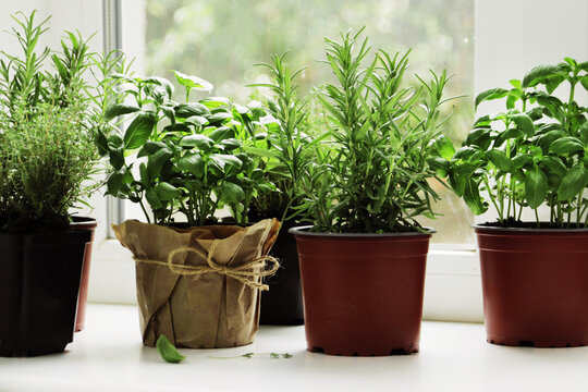 fresh herbs in garden pots on the windowsill