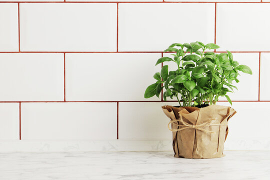 Fresh basil in a pot on the kitchen table