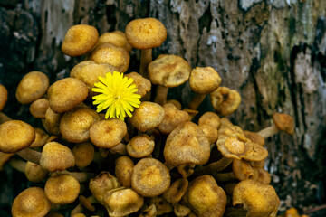 キノコの中に咲くたんぽぽ