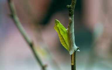 モンシロチョウの蛹