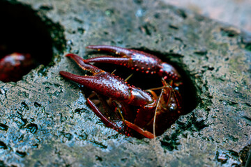 巣穴から顔を出すザリガニ