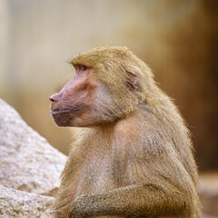 Monkey in profile baboon posing next to some rocks.