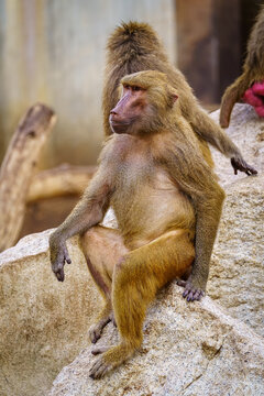 Portrait of a papion monkey sitting quietly on a rock.