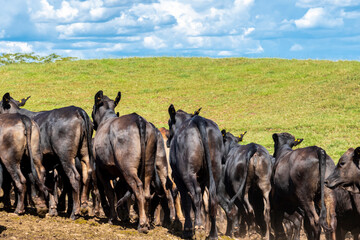 Fototapeta premium Herd of Aberdeen Angus animals in the pasture area of a beef cattle farm in Brazil