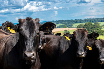 Obraz na płótnie Canvas Herd of Aberdeen Angus animals in the pasture area of a beef cattle farm in Brazil