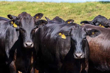 Herd of Aberdeen Angus animals in the pasture area of a beef cattle farm in Brazil