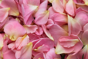Many Scattered Pink Rose Petals 