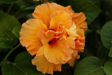 Double peach hibiscus beautiful bloom with green leaves © Saeedatun