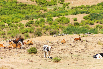 Herd of cows grazing on pasture on top of the mountain. Dairy and agriculture concept.