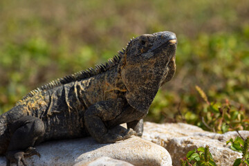 Reptile green iguana is sitting on a rock under the sun