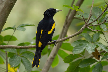Fototapeta premium Black bird yellow-winged cacique perched on a tree