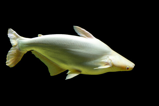 Pangasius predatory fish in natural habitat (Pangasianodon hypophthalmus)