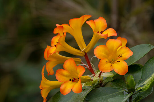 beautiful flowers of rhododendron vireya on a branch with leaves