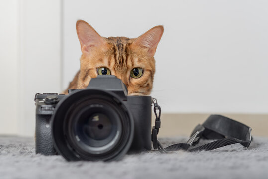 Bengal cat lies next to the camera on the carpet.