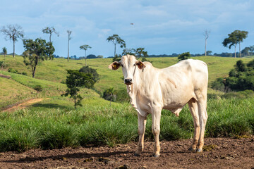 Herd of zebu Nellore animals in a pasture area of a beef cattle farm in Brazil