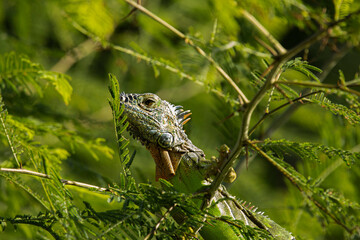 Portrait of green iguana hiding on the tree among leaves