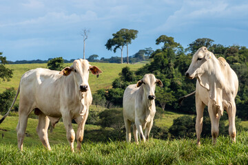 Herd of zebu Nellore animals in a pasture area of a beef cattle farm in Brazil - obrazy, fototapety, plakaty