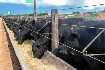 Herd of Aberdeen Angus animals in a feeder area of a beef cattle farm in Brazil
