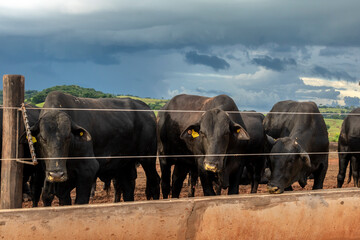 Herd of Aberdeen Angus animals in a feeder area of a beef cattle farm in Brazil