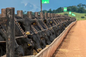 Herd of Aberdeen Angus animals in a feeder area of a beef cattle farm in Brazil