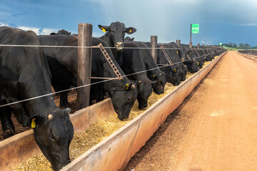 Herd of Aberdeen Angus animals in a feeder area of a beef cattle farm in Brazil