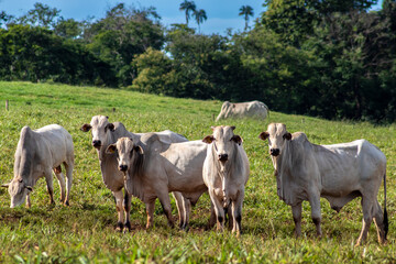 Herd of zebu Nellore animals in a pasture area of a beef cattle farm in Brazil