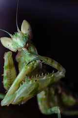 Close up of praying mantis on black background