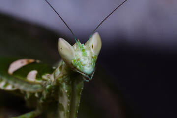 Close up of praying mantis