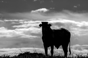 Silhouette of a Nellore zebu bull in the pasture of a beef cattle farm in Brazil