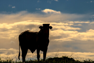 Silhouette of a Nellore zebu bull in the pasture of a beef cattle farm in Brazil