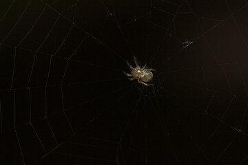 spider on web